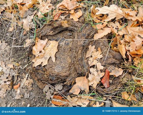 Cow Dung, Dry Cow Patty on Forest Floor with Leaves, in Fall in Oquirrh ...