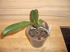 come curare le orchidee in vaso orchidee in fiore phalaenopsis kingidium chibae come curare le orchidee in vaso orchidee in fiore phalaenopsis kingidium chibae