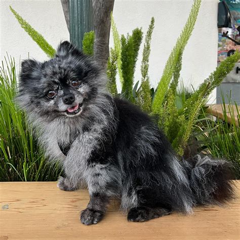 Ultra-Rare Blue Merle Pomeranians Sell for Over $4,000. Are They Worth ...