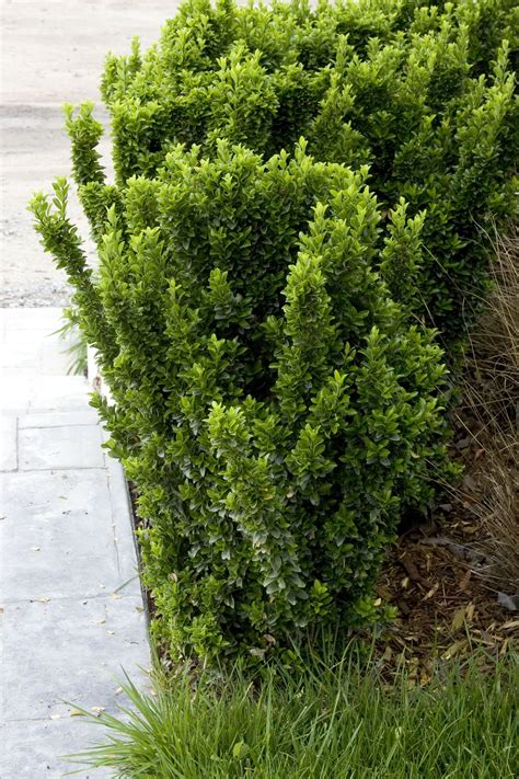 Green Spire Euonymus | Evergreen shrubs, Shrubs, Trees to plant