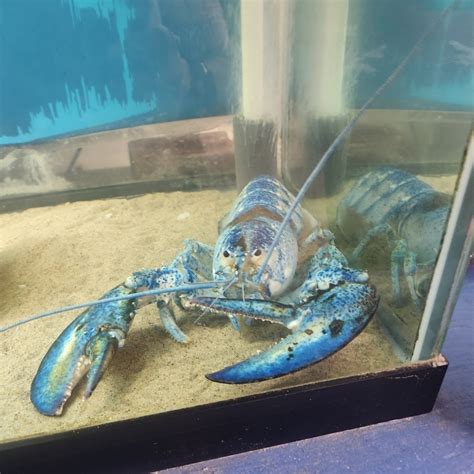 Biomes Marine Biology Center, North Kingstown, RI: Information, Tickets ...