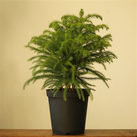 Norfolk Island Pine - Indoor Tropical Houseplant - Ed's Plant Shop