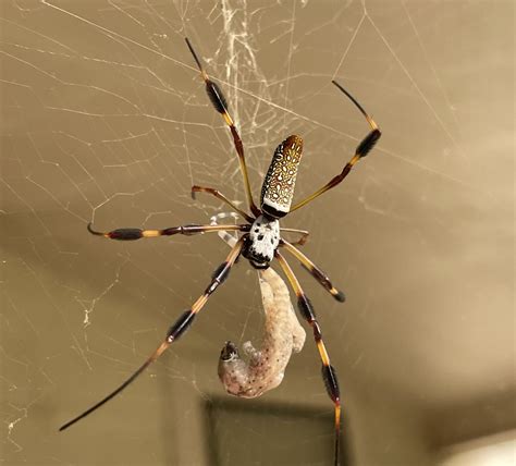 Enormous Spiders Prepare to Lay Their Eggs Across Southeast - Newsweek