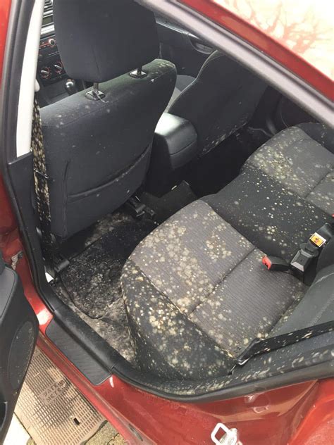 Best Car Mold Removal | 1125+ Reviews | D&V Detailing - Videos