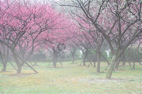 2024春天的杭州一片红绿相间的美景俯首皆是，而且气温适宜，所以春节来杭州是最好的选择啦_西湖风景名胜区-评论-去哪儿攻略