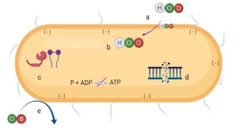 Image result for Enterococcus Chlorination