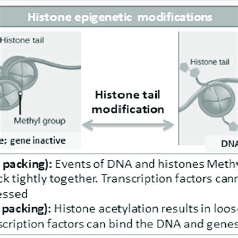 Image result for Modification of Histone Tails