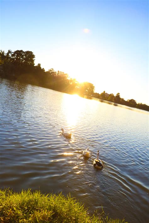 Image result for Adaptive Recreation Programming