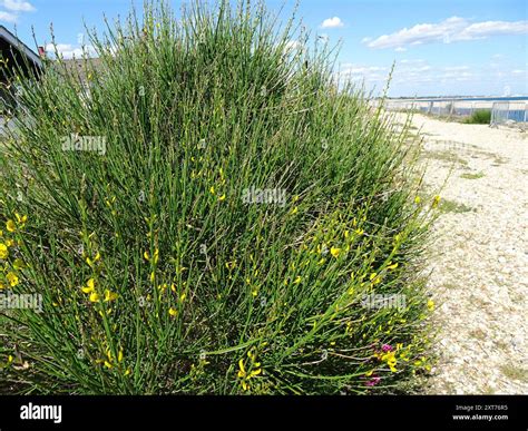 Spanish Broom (Spartium junceum) Plantae Stock Photo - Alamy