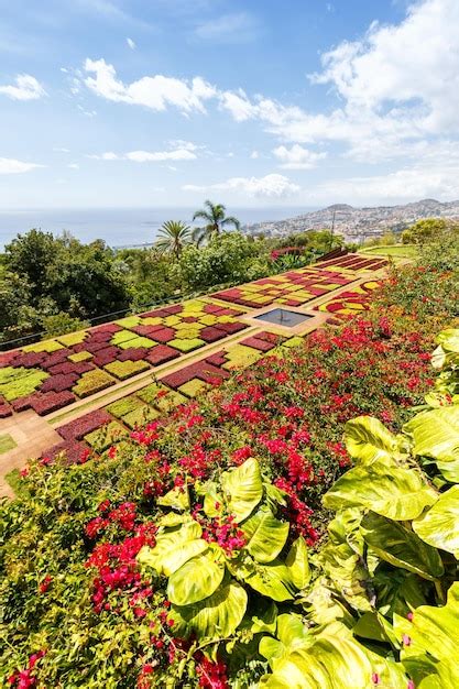 Flowers and plants in botanical garden of funchal portrait format on ...