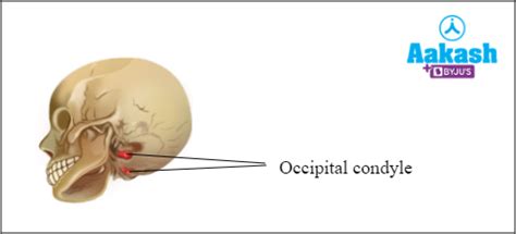 Human Skull in Biology: Definition, Types and Importance | AESL