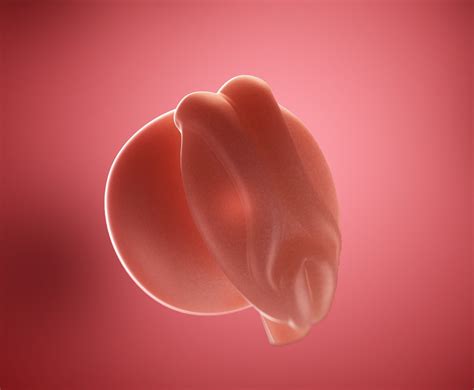 3 Weeks Pregnant | Your Baby & You During Week 3 of Pregnancy | Emma's ...