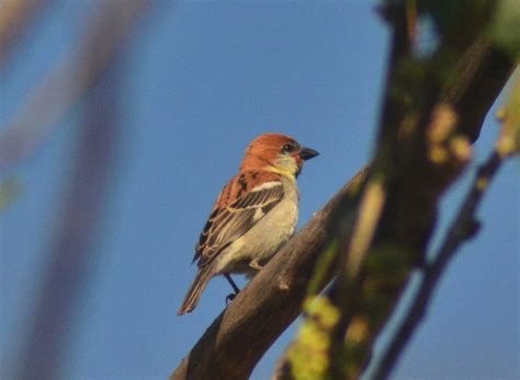 birds of rajaji national park, bird watching in rajaji natioanl park