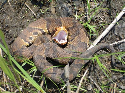 Cottonmouth Distribution Map Cottonmouth (Water Moccasin) Snake