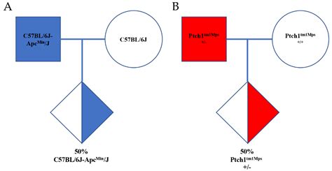 The Barretos Cancer Hospital Animal Facility: Implementation and ...