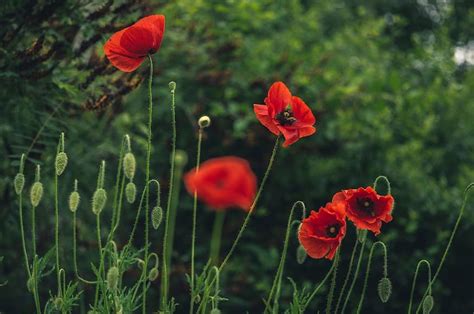 Image result for Complementary Colors Photography