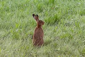 Image result for Long-Eared Rabbit