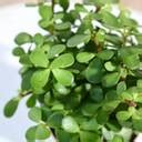Green Fills Jade Plant Price in India - Buy Green Fills Jade Plant ...