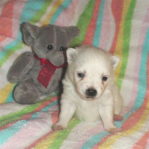 Sehr Selten Gezeichnete Zwergpinscher Welpen in Mannheim | Tiere ...