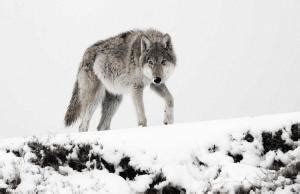 世界上最漂亮的狼：纽芬兰白狼排名第一(中国狼排第十)_探秘志