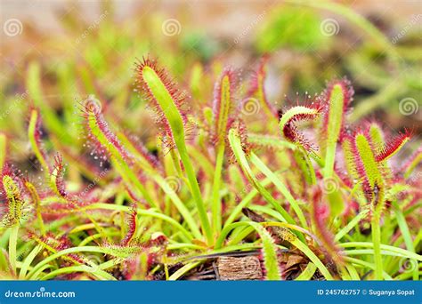Closeup Sundew Carnivorous Plant ,Drosera Anglica ,insectivorous Plants ...