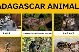 Image result for Madagascar Animals Lemurs