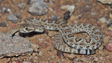 Mojave Rattlesnake Facts and Pictures