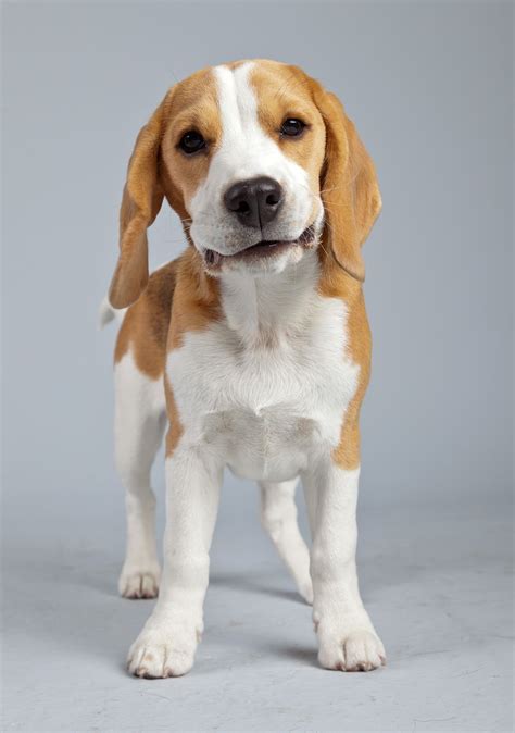 Lemon beagle dog breed information pictures facts all things dogs – Artofit