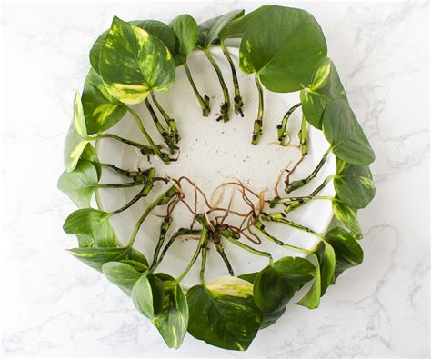 How to Propagate a Pothos Plant: 6 Steps (with Pictures)