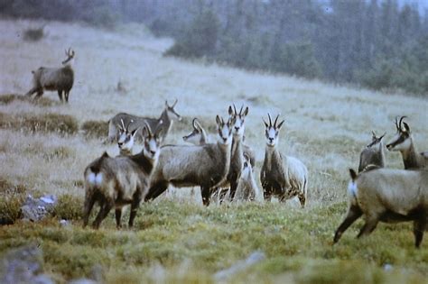 Kamzík horský(Rupicapra rupicapra) - Bobův fotoblog