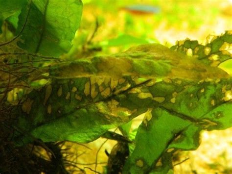 Image result for Java Fern Disease