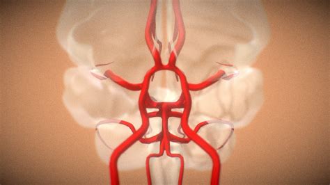 Circle of Willis: Arteries of Brain [ANIMATED] - Buy Royalty Free 3D model by Anatomy by Doctor ...