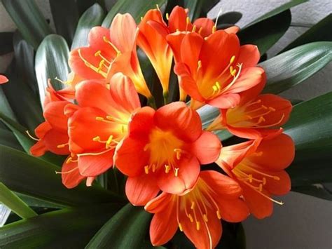 How To Take Care Of Clivia Flower Plants In Your Garden-Urban Plants ...