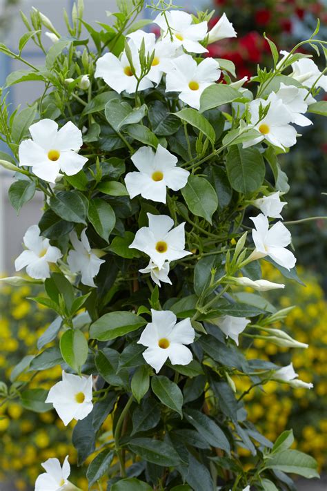 Sun Parasol ® Mandevilla White Original – Sunfire Nurseries