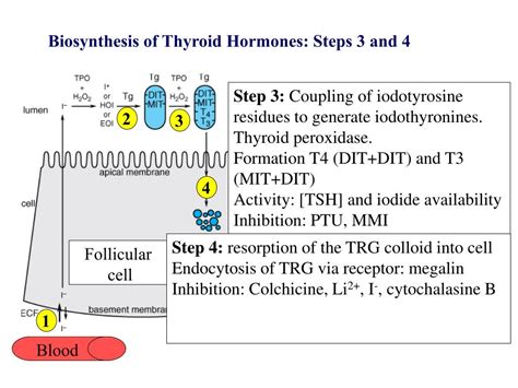 Image result for Thyroid Testing Algorithm