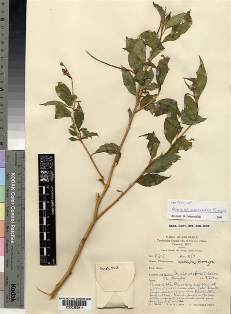 Monnina acuminata Ferreyra | Plants of the World Online | Kew Science