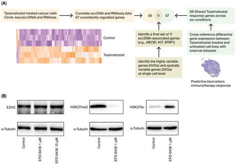 EZH2 Inhibition Restores Tumor Suppressor SFRP1 Activity by ...