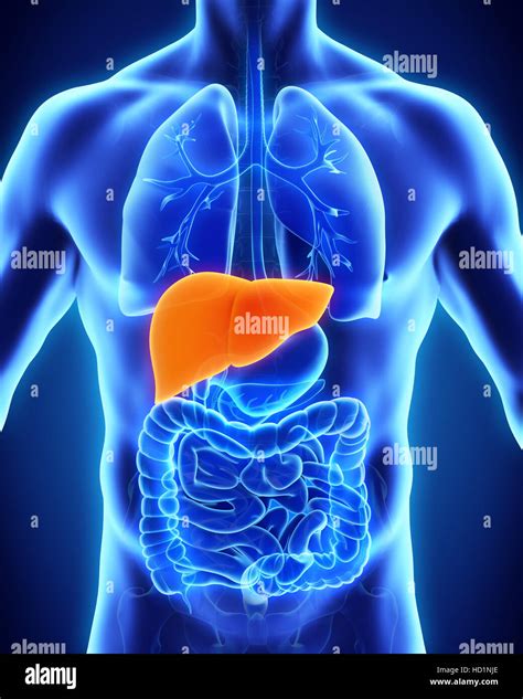 Human Liver Anatomy Stock Photo - Alamy