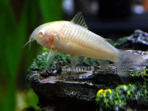Albino Cory Cat Fish [ 8 Piece ₹700 ]