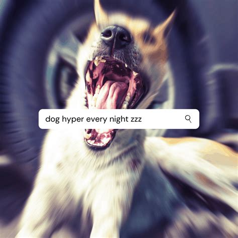 What Does It Mean When A Dog Paces At Night