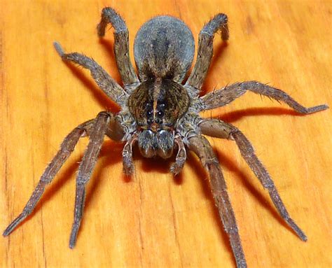 Giant Wolf Spider