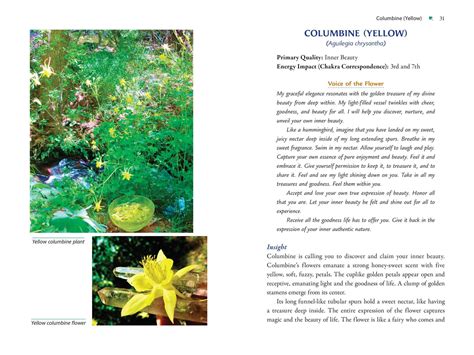 Plant Energy Medicine | Book by Rhonda PallasDowney, Sandi O'Connor ...