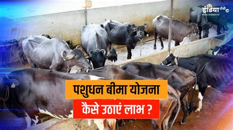 all about pashudhan bima yojana । पशुधन बीमा योजना: पशुपालकों के लिए ...