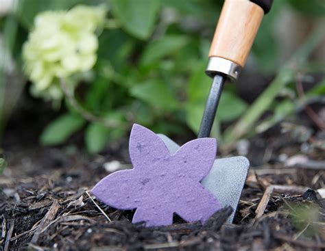 How To Successfully Plant Wildflower Seeds at Tayla Stang blog