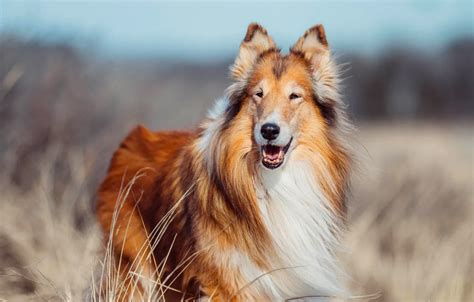 Wallpaper look, nature, pose, dog, face, collie, sheltie for mobile and ...