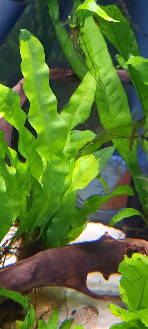 Java Fern Small Leaves at Tip 的图像结果
