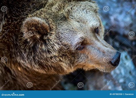 European brown bear stock photo. Image of european, coat - 49780350