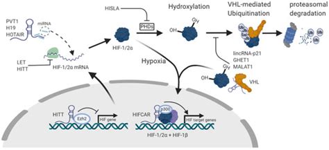 Long-Noncoding RNA (lncRNA) in the Regulation of Hypoxia-Inducible ...