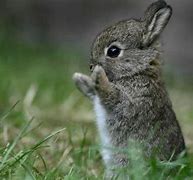 Image result for Cute Bunny iPhone Wallpaper