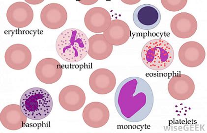 Image result for Blood Cells Structure and Function